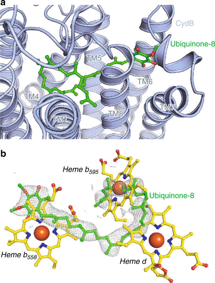 Homologous Bd Oxidases Share The Same Architecture But Differ In Mechanism Nature Communications