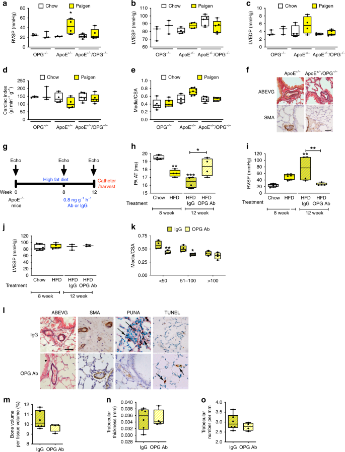 A Therapeutic Antibody Targeting Osteoprotegerin Attenuates Severe Experimental Pulmonary Arterial Hypertension Nature Communications