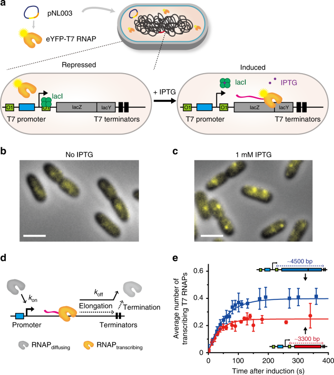 متطور حقيقة يسكر  Transcription and translation contribute to gene locus relocation to the  nucleoid periphery in E. coli | Nature Communications