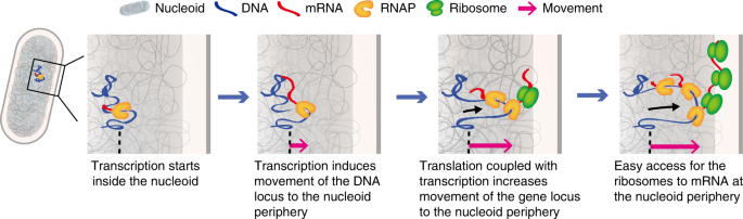 Transcription And Translation Contribute To Gene Locus Relocation To The Nucleoid Periphery In E Coli Nature Communications