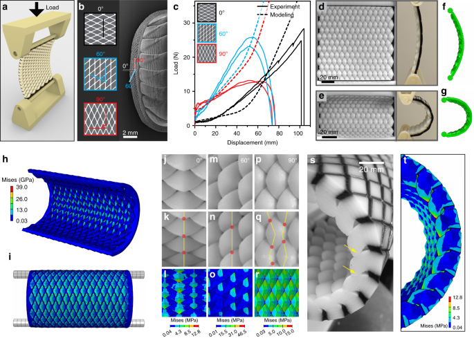 Structural and mechanical properties of fish scales for the bio-inspired  design of flexible body armors: A review - ScienceDirect