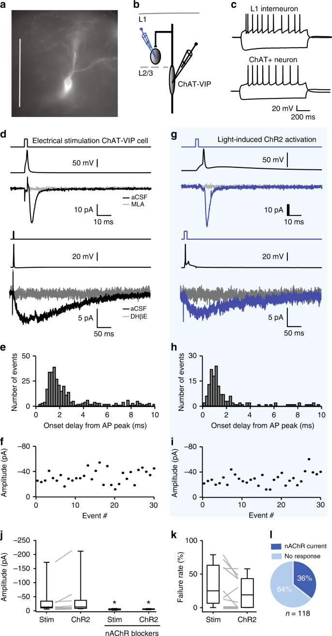 Prefrontal cortical ChAT-VIP interneurons provide local excitation by  cholinergic synaptic transmission and control attention | Nature  Communications