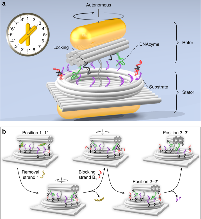 A Rotary Plasmonic Nanoclock Nature Communications A Rotary Plasmonic Nanoclock Nature Communications