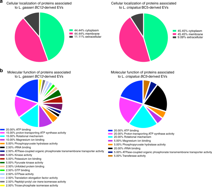 Extracellular Vesicles From Symbiotic Vaginal Lactobacilli Inhibit Hiv 1 Infection Of Human Tissues Nature Communications