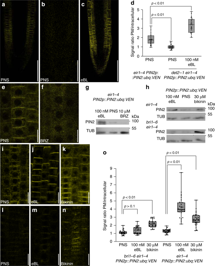 Fig. 2: PIN2:ubq:VEN is controlled by brassinolide homeostasis and canonical eBL signaling.