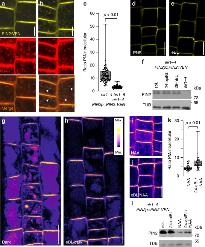 Fig. 4: Sorting of tagged wild type PIN2 is modulated by brassinolide.