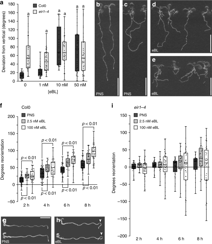 Fig. 5: Crosstalk between brassinolide and PIN2 in directional root growth.
