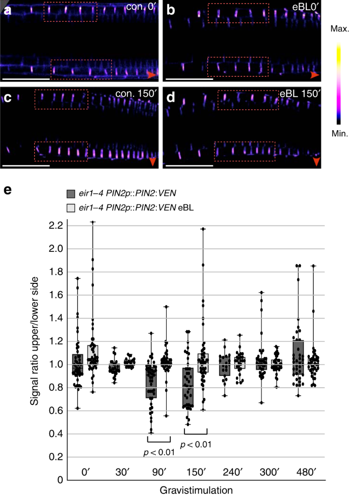 Fig. 6: PIN2 expression in gravistimulated roots is controlled by brassinolide.