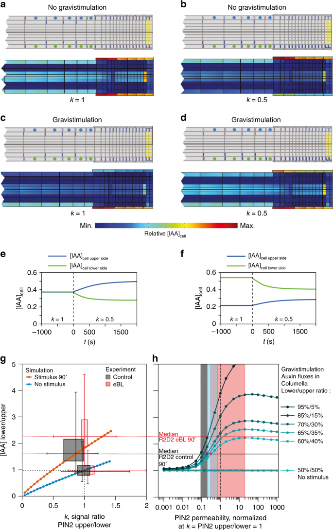 Fig. 8: Simulation of auxin distribution in root tips.