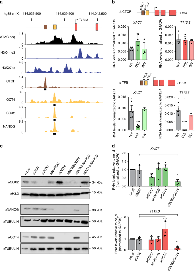 Fig. 5: A common enhancer wires the XACT/T113.3 locus to the pluripotency network.