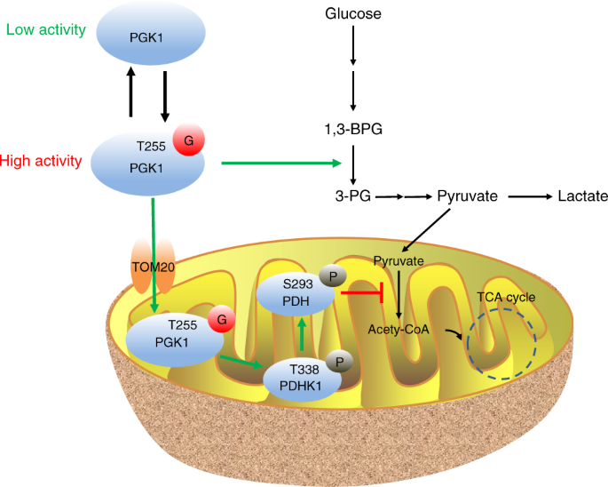 O Glcnacylation Of Pgk1 Coordinates Glycolysis And Tca Cycle To Promote Tumor Growth Nature Communications O Glcnacylation Of Pgk1 Coordinates Glycolysis And Tca Cycle To Promote Tumor Growth Nature Communications