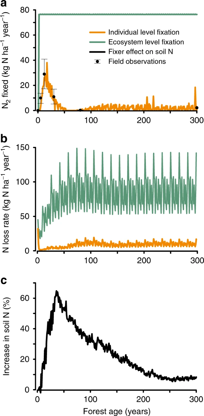 Tropical carbon sink accelerated by symbiotic dinitrogen fixation
