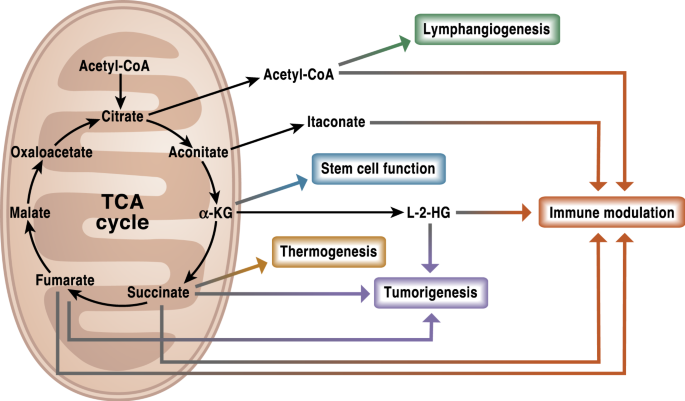 Mitochondrial TCA cycle metabolites control physiology and disease | Nature  Communications