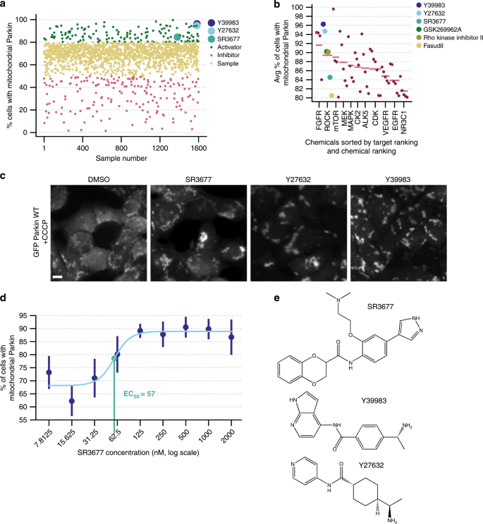 Rock Inhibitors Upregulate The Neuroprotective Parkin Mediated Mitophagy Pathway Nature Communications