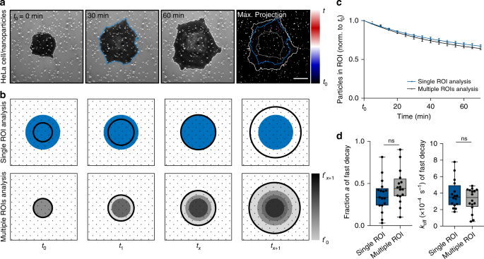 Fig. 3: Kinetic analysis of removal of surface-bound particles shows spatial preference for cell periphery.