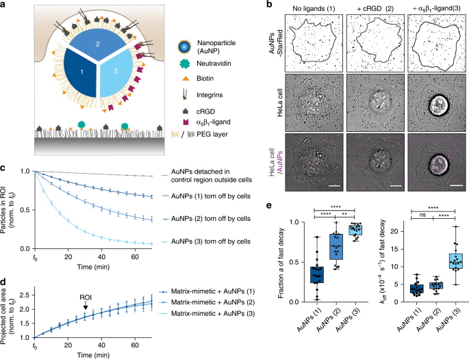 Fig. 4: Receptor-ligand interactions enhance nanoparticle uptake from the ventral cell side.