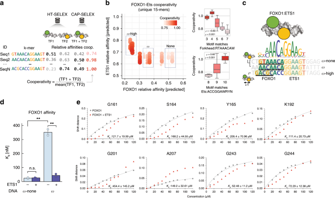 Mechanistic Insights Into Transcription Factor Cooperativity And Its Impact On Protein Phenotype Interactions Nature Communications Mechanistic Insights Into Transcription Factor Cooperativity And Its Impact On Protein Phenotype Interactions Nature Communications