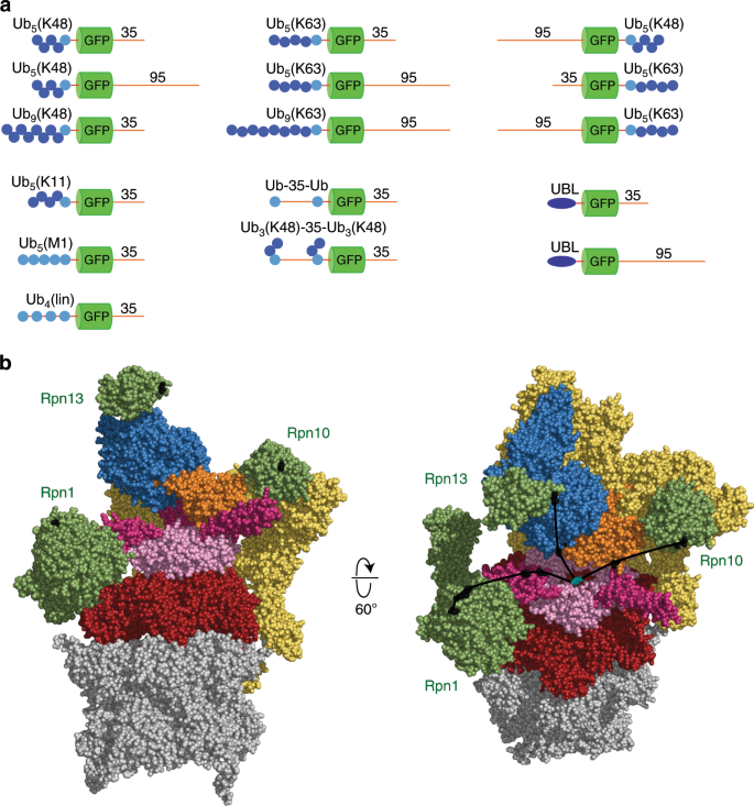 The Proteasome 19s Cap And Its Ubiquitin Receptors Provide A Versatile Recognition Platform For Substrates Nature Communications