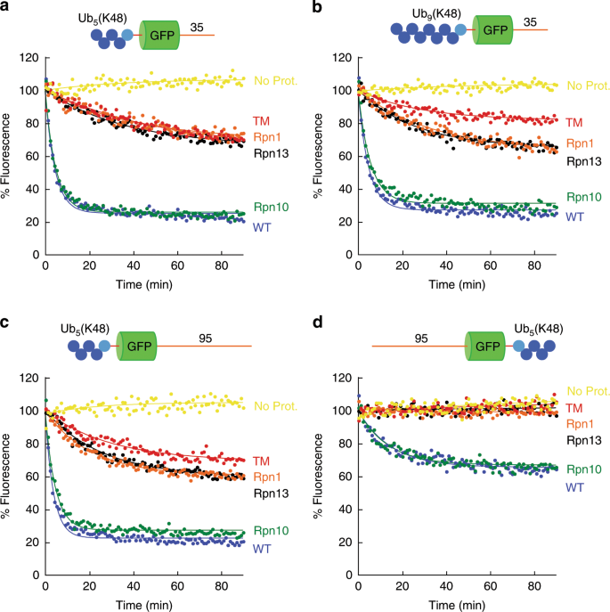 The Proteasome 19s Cap And Its Ubiquitin Receptors Provide A Versatile Recognition Platform For Substrates Nature Communications