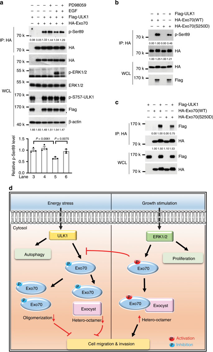Fig. 6: ULK1 phosphorylation of Exo70 was suppressed by ERK1/2 phosphorylation.