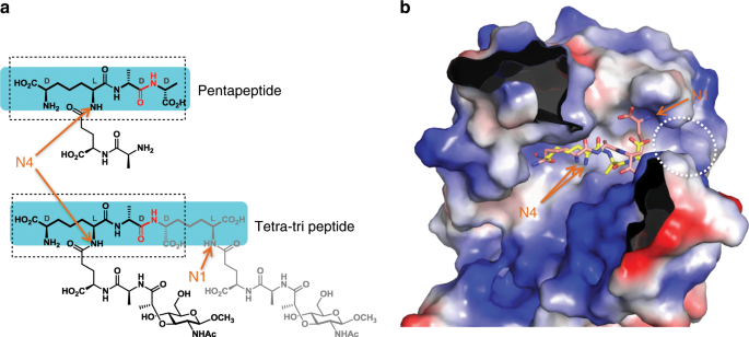Peptidoglycan Reshaping By A Noncanonical Peptidase For Helical Cell Shape In Campylobacter Jejuni Nature Communications