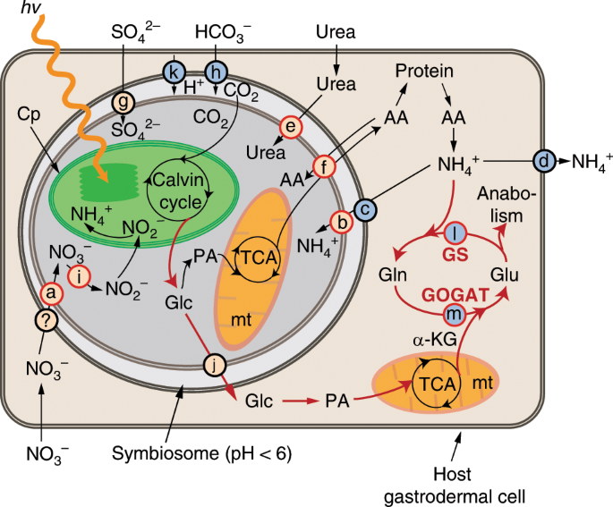 Symbiont population control by host-symbiont metabolic interaction ...