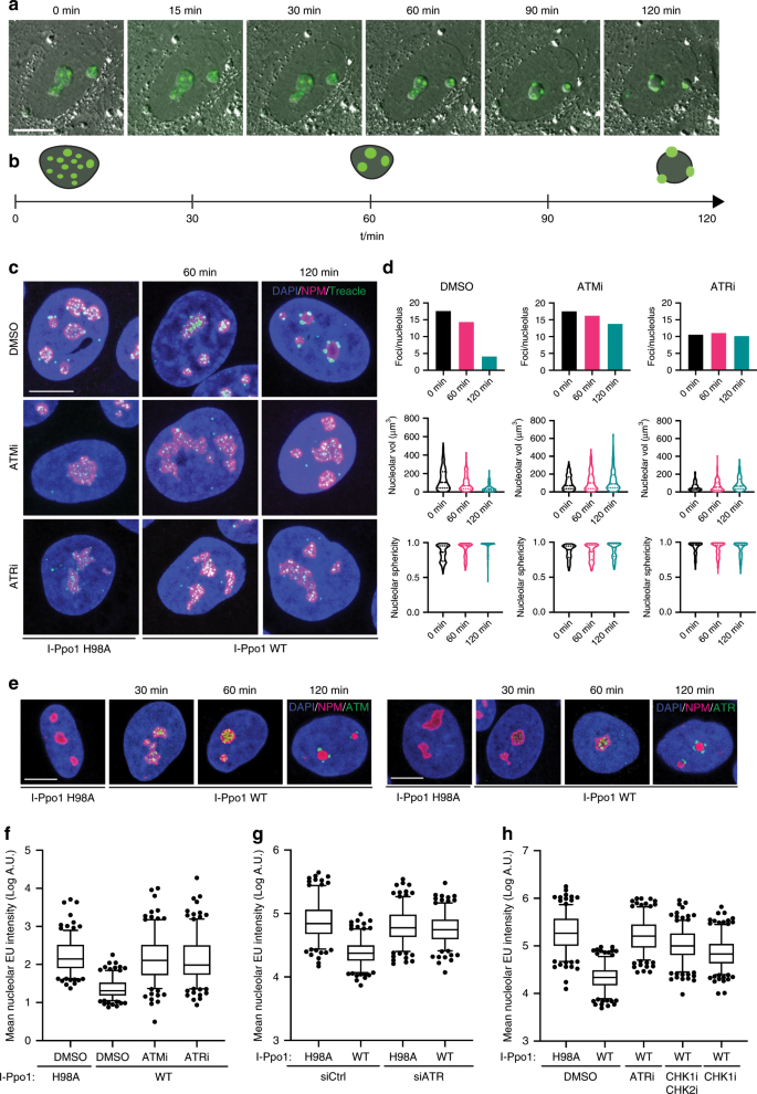 Treacle Controls The Nucleolar Response To Rdna Breaks Via Topbp1 Recruitment And Atr Activation Nature Communications