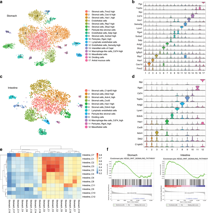 Fig. 1: Identification of conserved stromal cell populations between the stomach ad intestine.