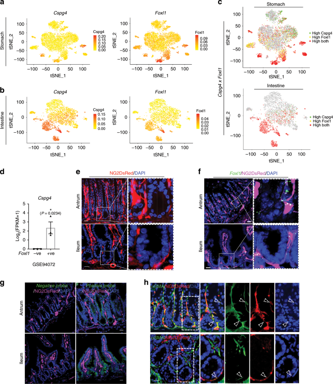 Fig. 2: Co-expression of pericyte and telocyte markers by conserved stromal cells.