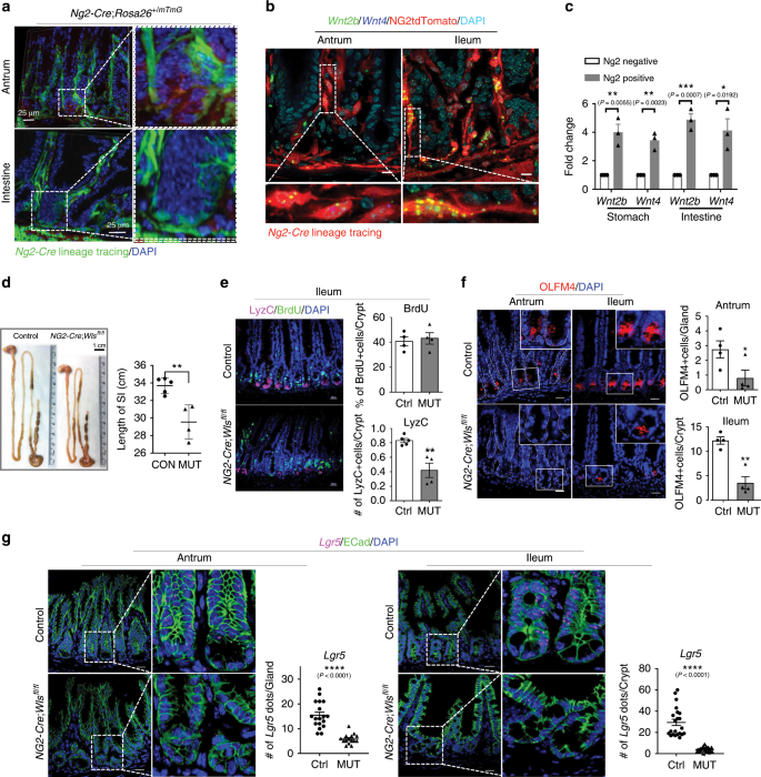 Fig. 3: Wnt secretion from pericyte-like stromal cells is required for adult stem cells homeostasis.