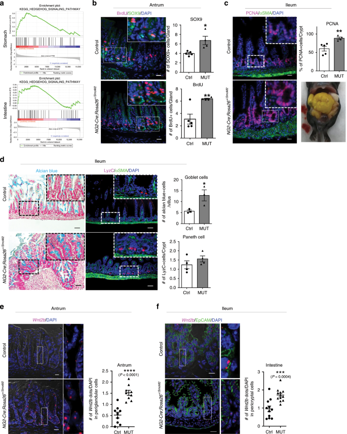 Fig. 5: Hh signaling in pericyte-like stromal cells activates epithelial Wnt signaling.
