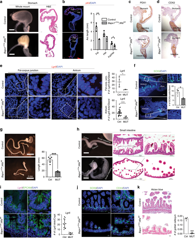 Fig. 7: Stromal Wnt secretion is essential for gastrointestinal development.