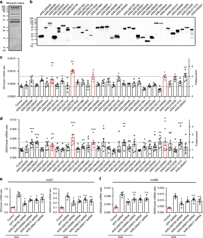 Fig. 1: Identification of AaVA-1 from mosquito saliva to facilitate flavivirus infection.
