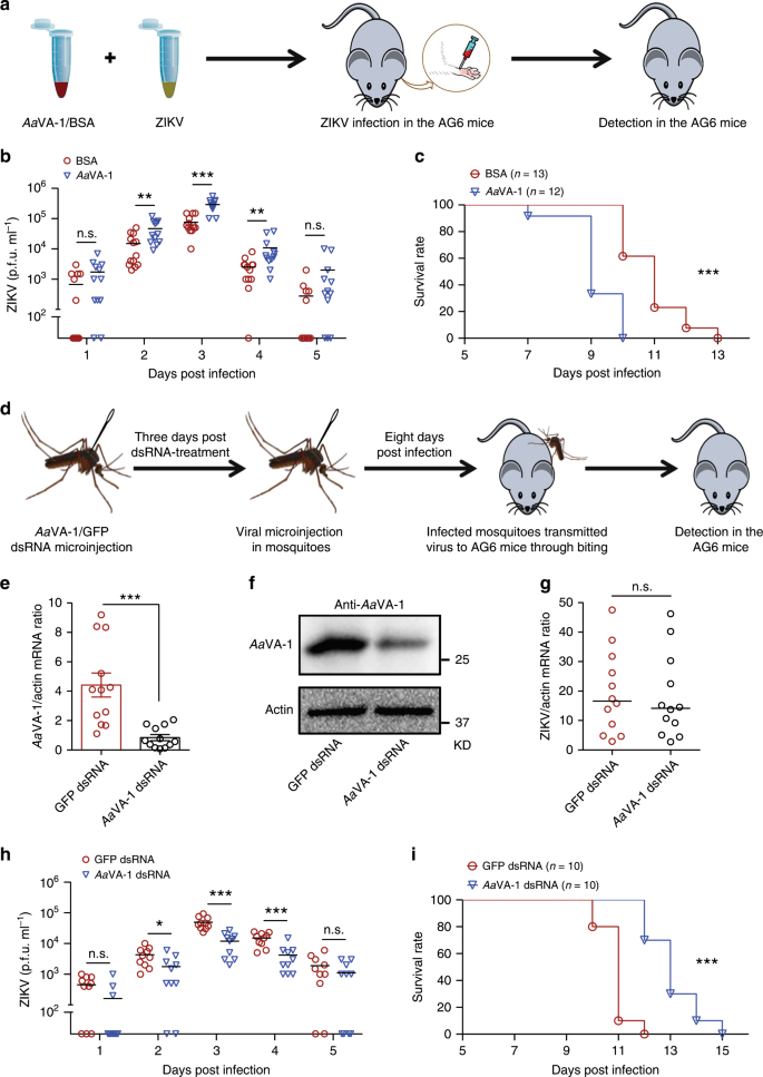 Fig. 3: AaVA-1 promotes flaviviral transmission via biting by A. aegypti.