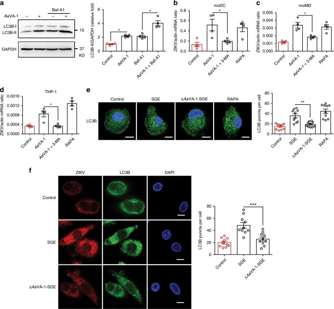Fig. 4: AaVA-1 facilitates flaviviral infection by activating autophagy.