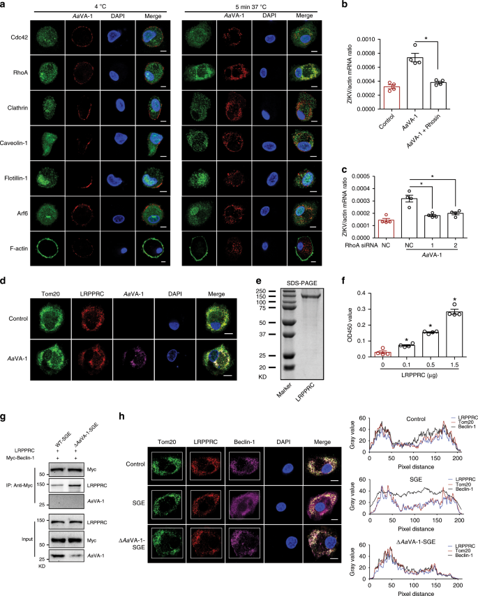 Fig. 5: AaVA-1 competes with Beclin-1 from the LRPPRC-mediated inhibition.