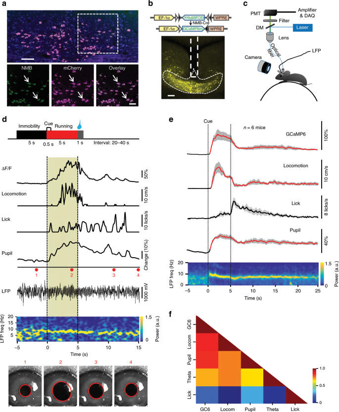 Control Of Locomotor Speed Arousal And Hippocampal Theta Rhythms By The Nucleus Incertus Nature Communications
