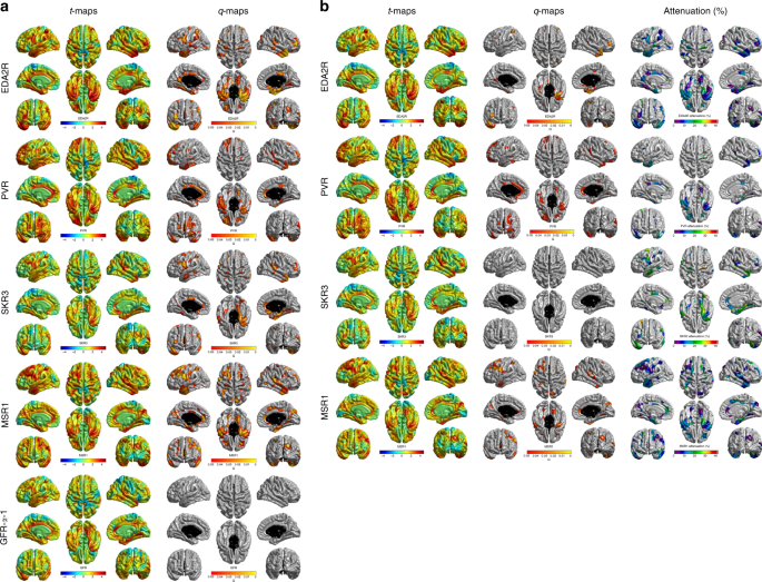 Fig. 5: Regional distribution of protein–cortical associations.