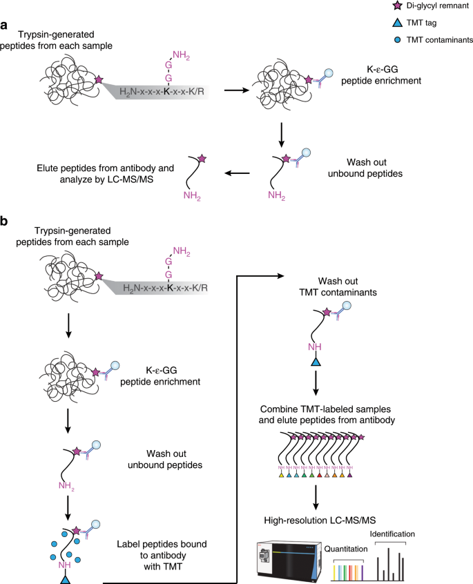 Rapid And Deep Scale Ubiquitylation Profiling For Biology And Translational Research Nature Communications