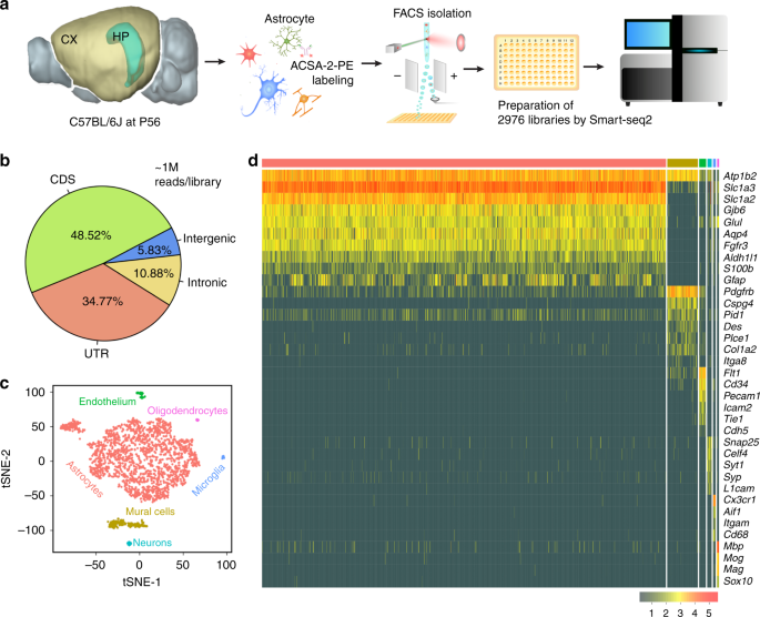 Fig. 1: Single-cell sequencing strategy and cell-type identification.