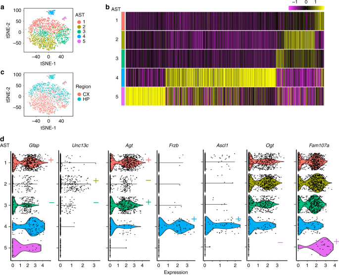 Fig. 2: Identification of astrocyte subtypes in adult mouse cortex and hippocampus.