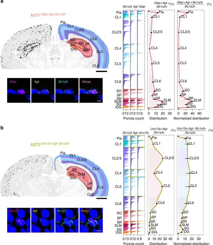 Fig. 5: Differential patterning of AST1 and AST2 in adult mouse brain.