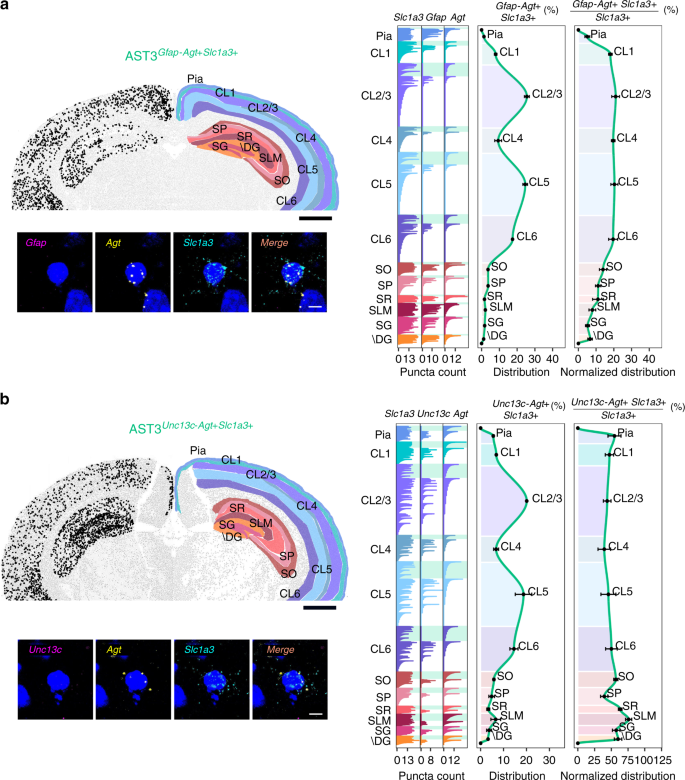 Fig. 6: Differential patterning of AST3 in adult mouse brain.