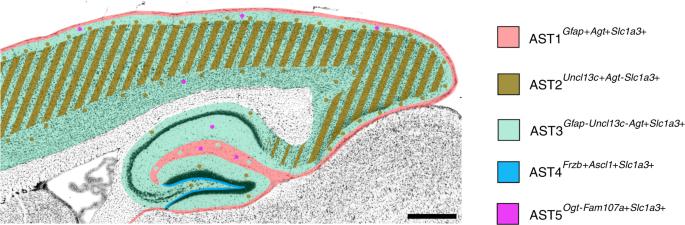 Fig. 7: Schematic summary of astrocyte subtype positions in adult mouse brain.