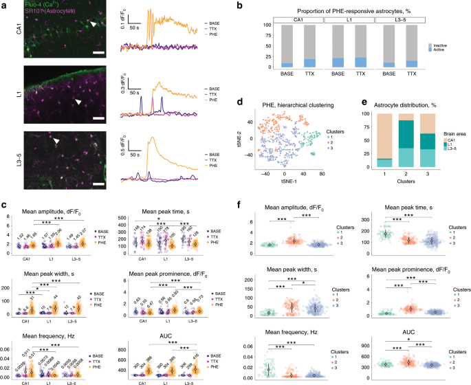 Fig. 8: Astrocyte subpopulations display distinct Ca2+ transient properties.