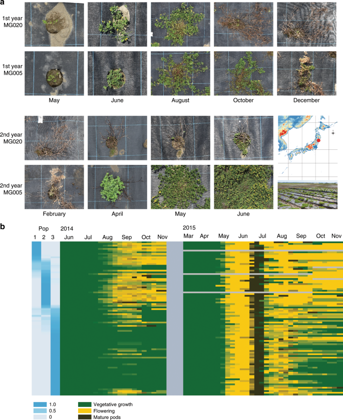 Extreme genetic signatures of local adaptation during Lotus