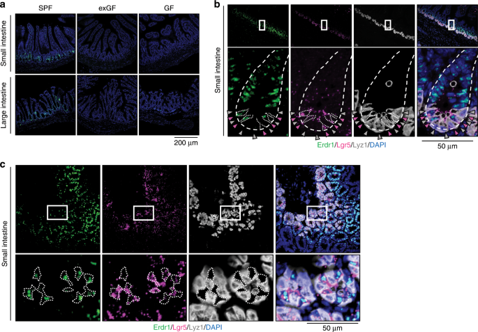 Fig. 2: Erdr1 is expressed in Lgr5+ intestinal stem cells (ISCs) and transit amplifying (TA) cells.