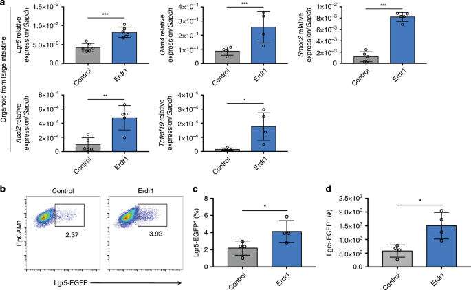 Fig. 4: Erdr1 induces ISC signature gene expression and Lgr5+ ISCs.