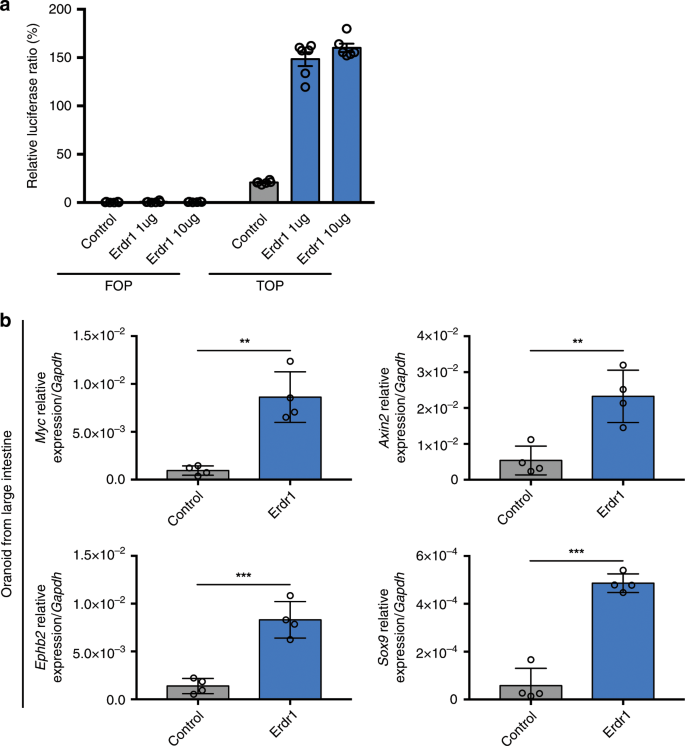 Fig. 5: Erdr1 enhances Wnt signaling in intestinal epithelial cells and organoids.
