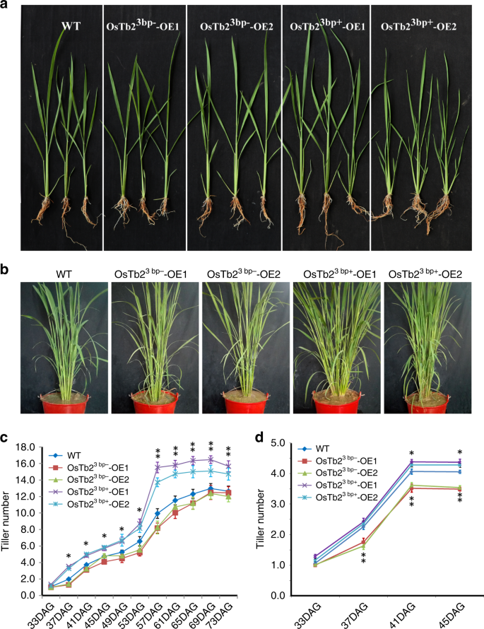 Fig. 3: OsTb23bp+ can positively regulate rice tillering.